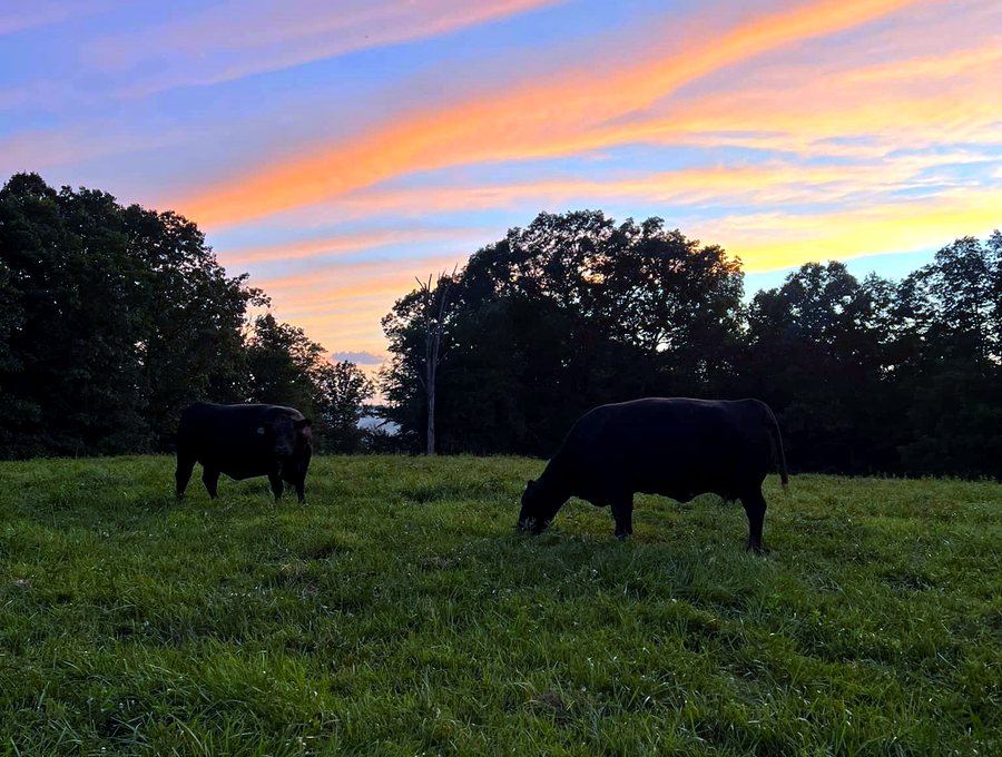 Cattle in a pasture at dusk