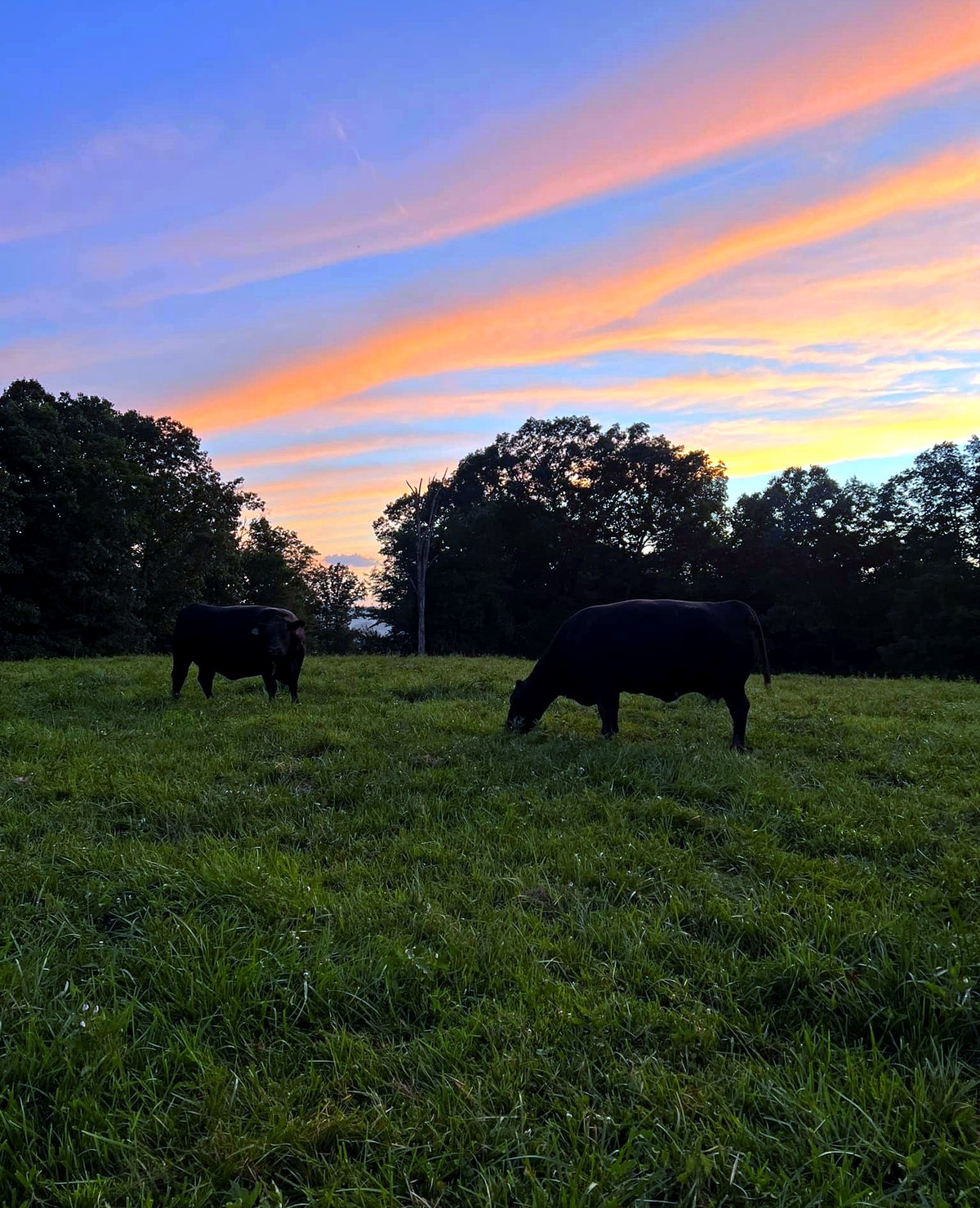 Cattle grazing in a West Virginia pasture at sunset